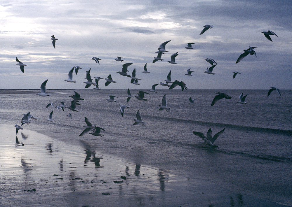 Normandie-Honflair