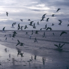 Normandie-Honflair